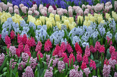 Colorful rows of spring hyacinth flowersの写真素材