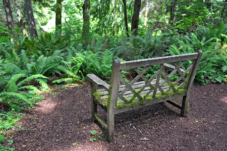 Old wooden bench covered in moss with forest in backgroundの写真素材