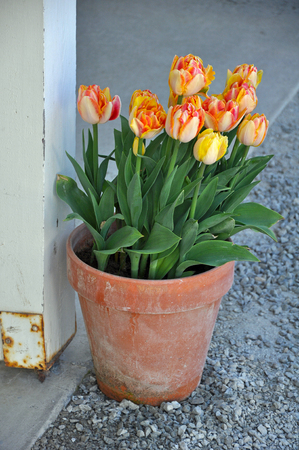 Beautiful orange spring tulips in brown clay flowerpotの写真素材