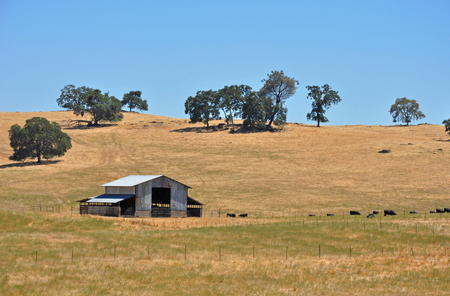 Barn with black angus cattle grazing on hot summer dayのeditorial素材