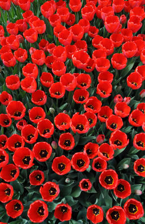 Top view of beautiful red spring tulips in full bloom
