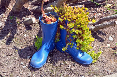 Blue rubber boots filled with plantsの写真素材