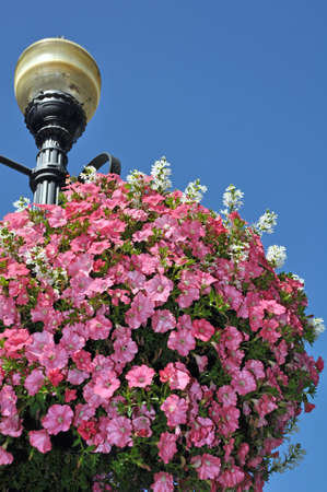 Hanging basket filled with pink petunias on black lampostの写真素材
