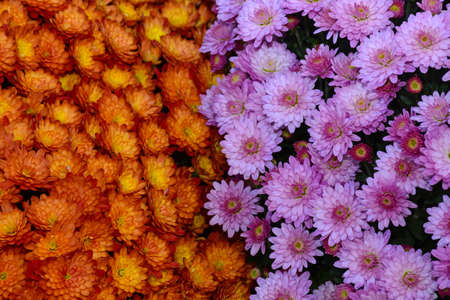 Beautiful orange and purple chrysanthemum flowers in autumnの写真素材
