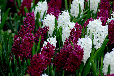 Beautiful purple and white hyacinth flowersの写真素材