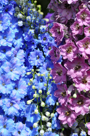 Beautiful pink and blue delphinium flowersの写真素材