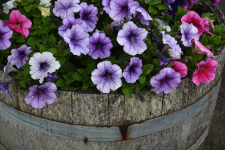 Beautiful purple petunias in wooden barrel planterの写真素材