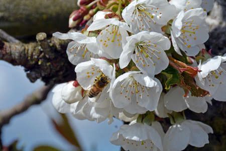 Honeybee inside of a white apple blossom flower