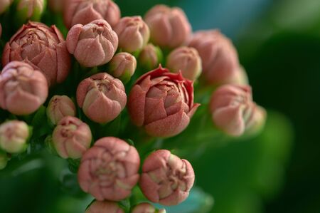 Kalanchoe on a green backgroundの写真素材