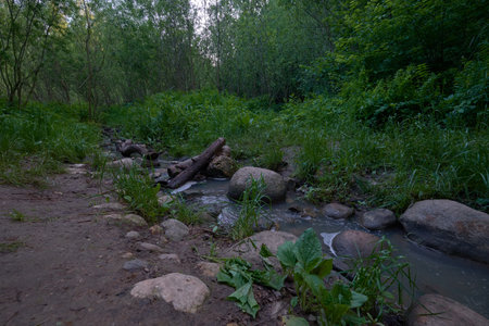 stream in the green forest