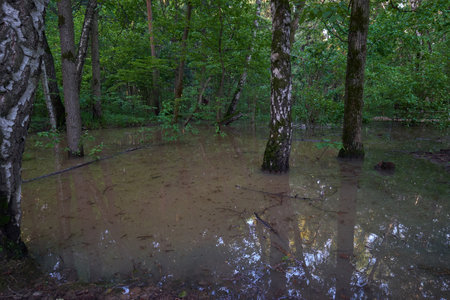 in the forest after a heavy rain