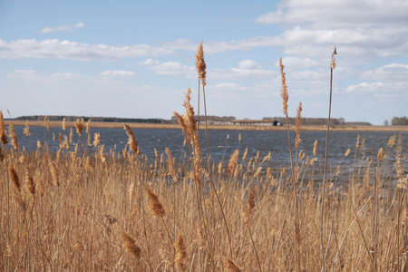 old reeds on the lake