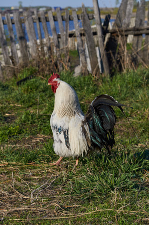 rustic rooster in the summer for a walkの写真素材
