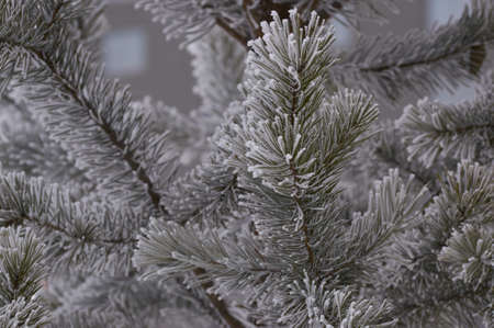 branches of the blue tree