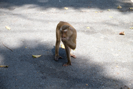 Monkey Mountain in Phuket Townの写真素材