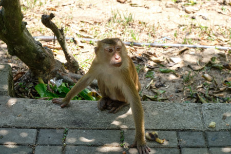 Monkey Mountain in Phuket Townの写真素材