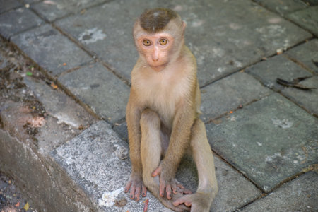 monkey sitting on the ground and looking at the camera with a smileの写真素材