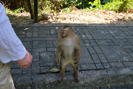 Monkey in the parkの写真素材