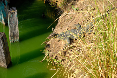 big lizard in bangkok parkの写真素材