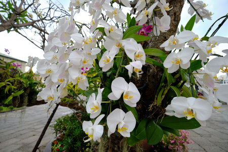 beautiful blooming bouquet of white flowersの写真素材