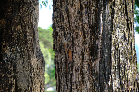 find a lizard in a treeの写真素材