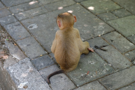 the monkey was offended and turned awayの写真素材