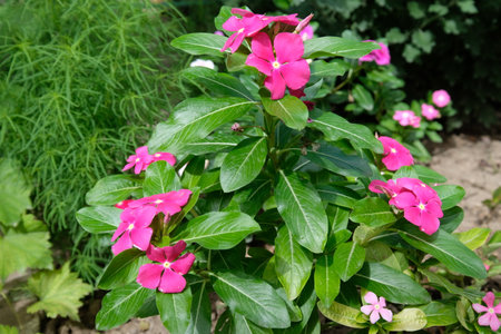 beautiful blooming bouquet of flowersの写真素材