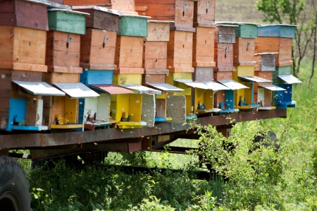 Several handmade bee hivesのeditorial素材