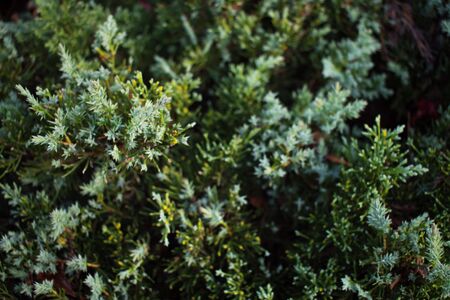 Close-up of the natural pattern of Christmas tree leaves.