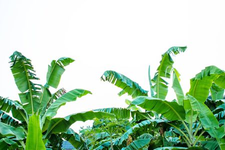 Evening banana leaf close up in the backyard in Thailand. Green treeの写真素材