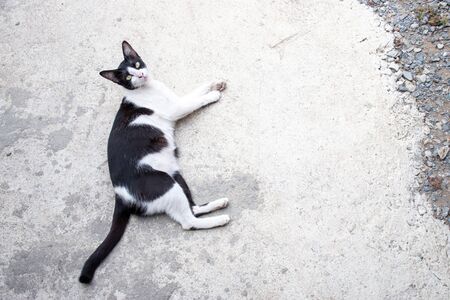 Black and white Thai sleeping on the cement floor with copy space.の写真素材