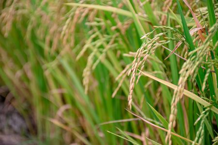 Closeup of rice in rice fields in Asia, Thailand.