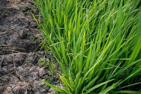 Top view of green grassland on fertile soil.