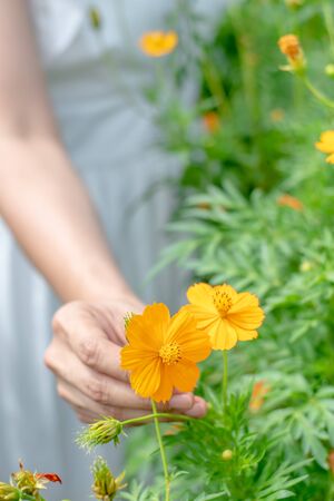 Close up of the hand of a beautiful woman touching the yellow flowers in the garden.の写真素材