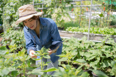 Young Asian farmers are planning to farm. She is recording data on a tablet.