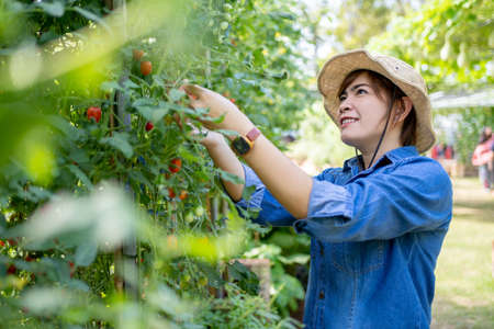 Young Asian farmers checking the quality of the plants in the greenhouses.の写真素材