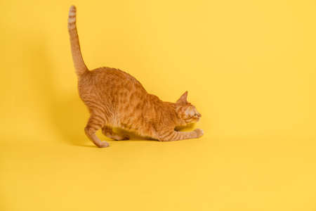 Cute orange cat playing on bright yellow background.