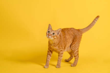 Cute thai cat standing in front of yellow background.の写真素材