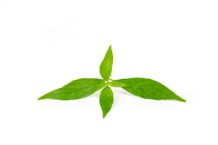 Fresh andrographis paniculata herbal plant isolated on white background, cut out.の写真素材