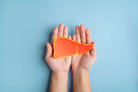 Human hands holding healthy liver shape made from paper on light blue background.の写真素材