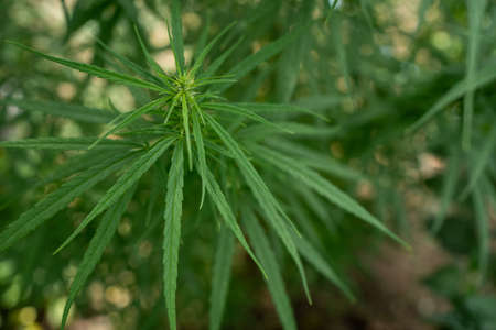 Young leaves and stems of cannabis in a natural environment of growth.の写真素材