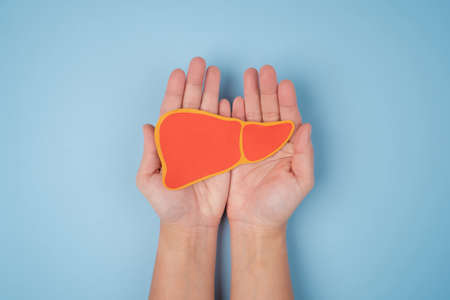 Liver shaped paper on blue background. Flat lay, top view. Medical or eco concept.の写真素材