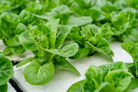 Healthy food. Organic salad grown on soilless water at an organic farm.