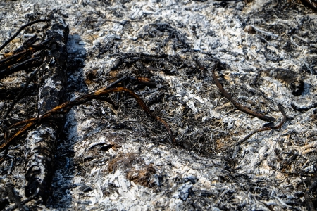 Ash on burned field