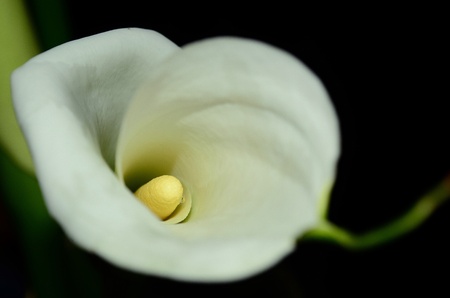calla lilyの写真素材