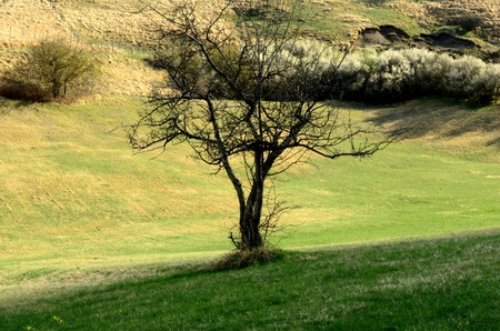 tree in a fieldの写真素材