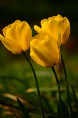 tulipsの写真素材