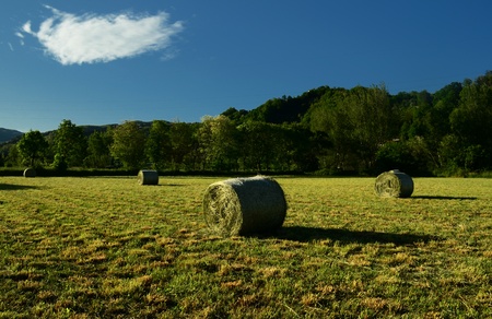 Hay in springの写真素材
