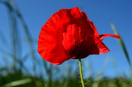 poppyの写真素材