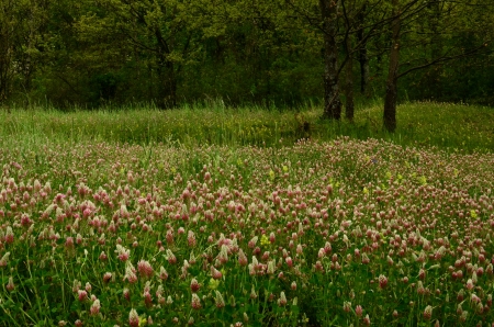 spring flowersの写真素材
